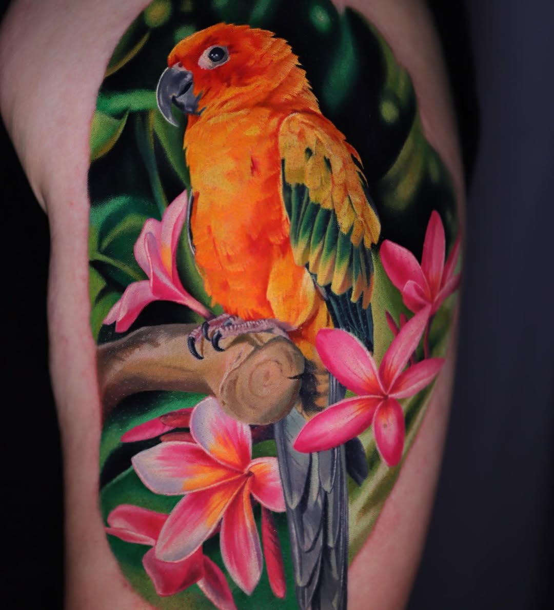 Animal, Nature, 앵무새