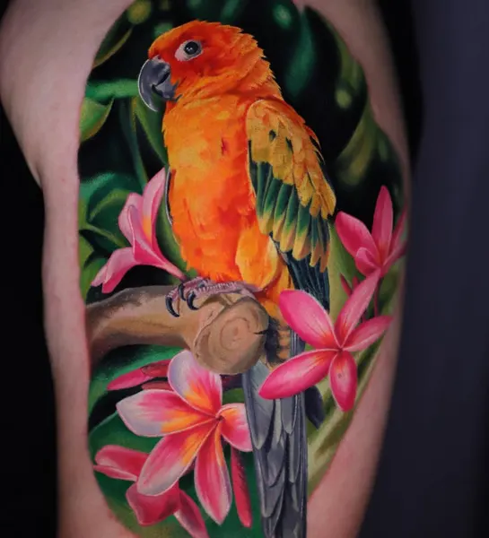 Animal, Nature, 앵무새
