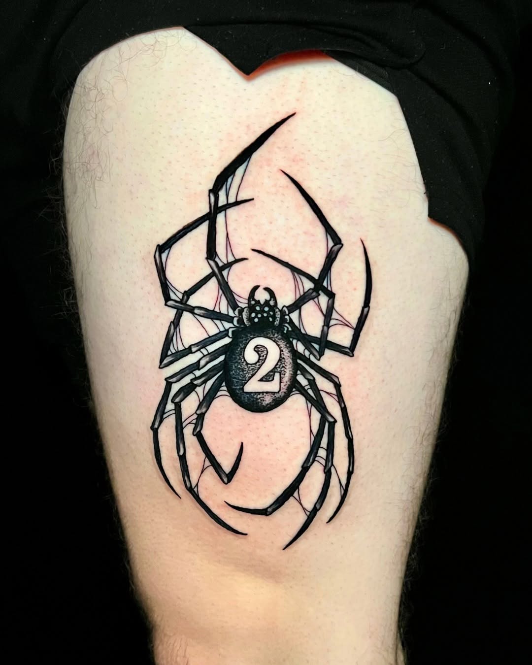 Animal, 거미, 전갈