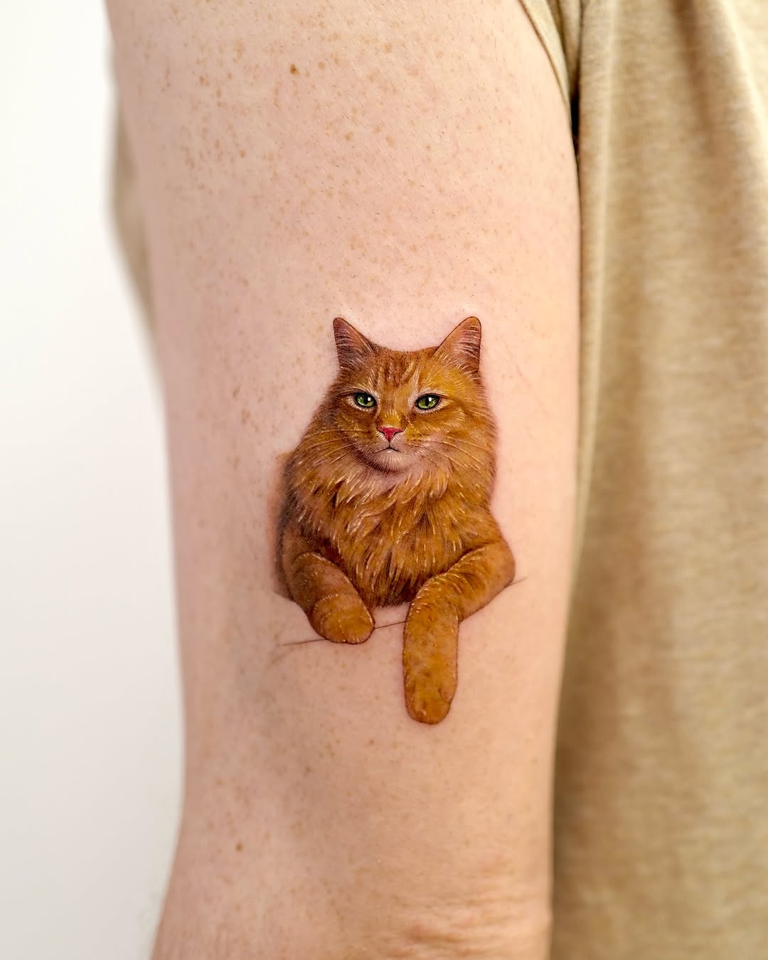 Animal, 고양이
