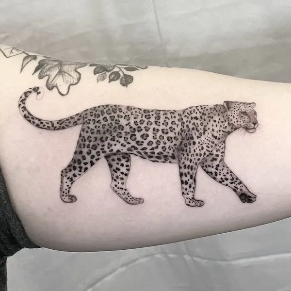 Animal, Tiger, 치타, 팬서, 표범, 재규어
