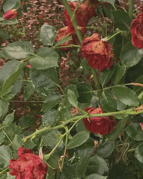 Flower, Rose, Nature