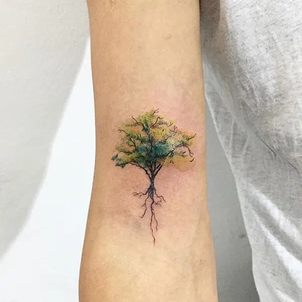폐, Nature, 뿌리, 산호, 숲, 풀, 나무, 덩굴, 민들레, 소나무, 야생화, 야자수, 나뭇가지, 카네이션, 올리브 가지