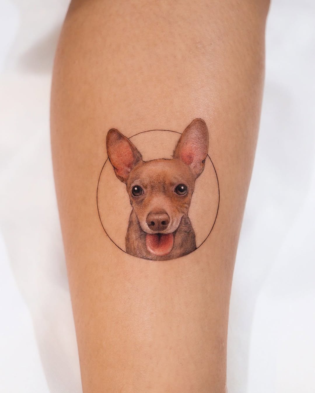 Animal