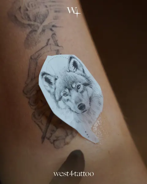 여우, 충성, 너구리, 다람쥐, 코알라, 고슴도치, 발자국, 나무늘보, Animal