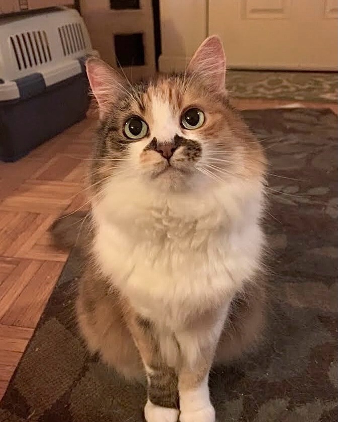 고양이