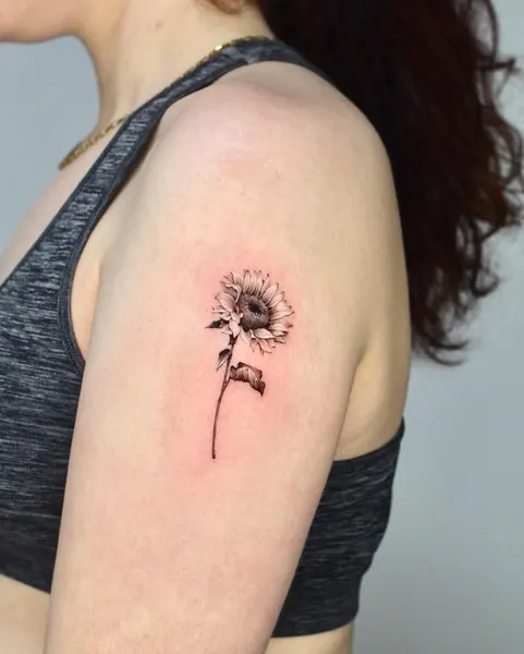 Flower, 국화, 데이지, 민들레, 해바라기
