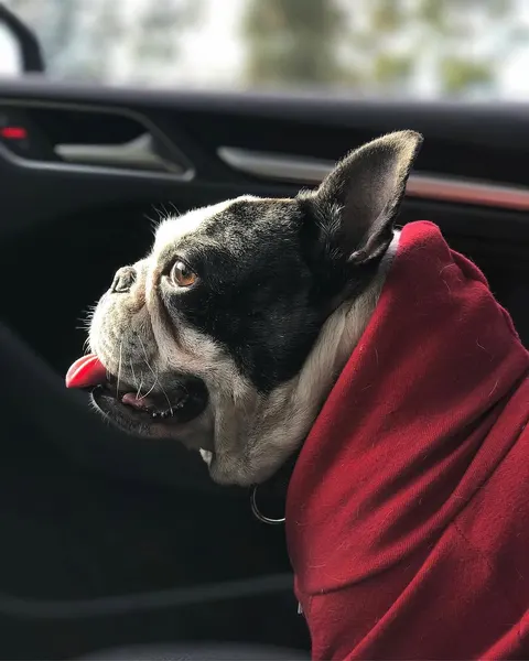 Animal