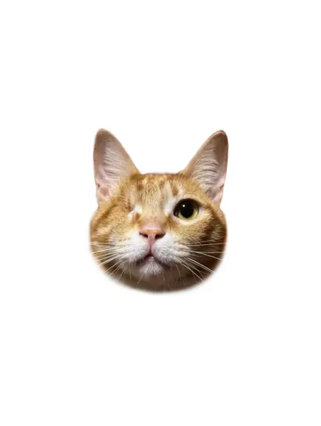 Animal, 고양이
