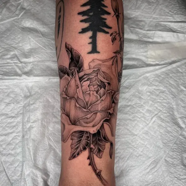 숲, Flower, Rose
