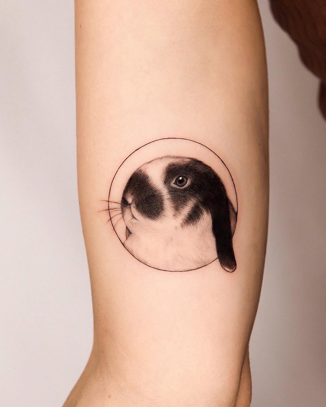 Animal, 음양