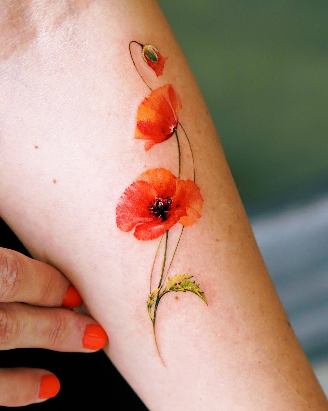 Flower, 양귀비, Rose