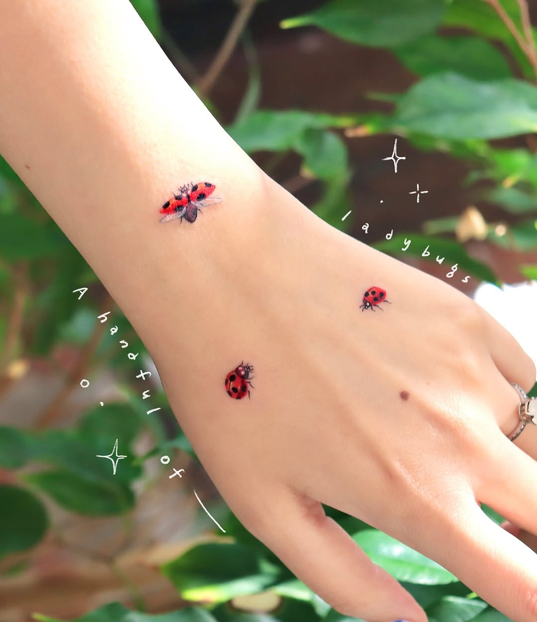 Mini, Flower, 무당벌레