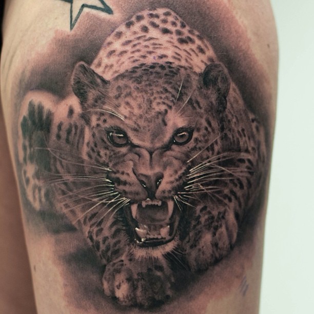 Animal, 치타, 표범, 재규어