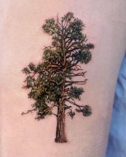 Nature, 나무, 소나무, 숲