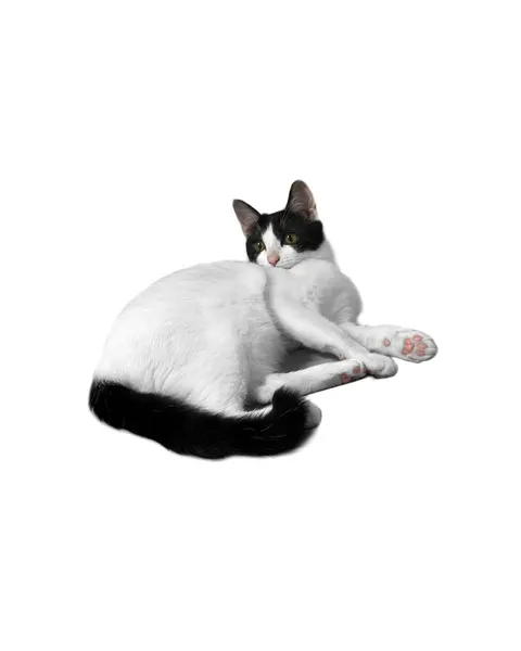 고양이, 마네키네코, 여우 가면