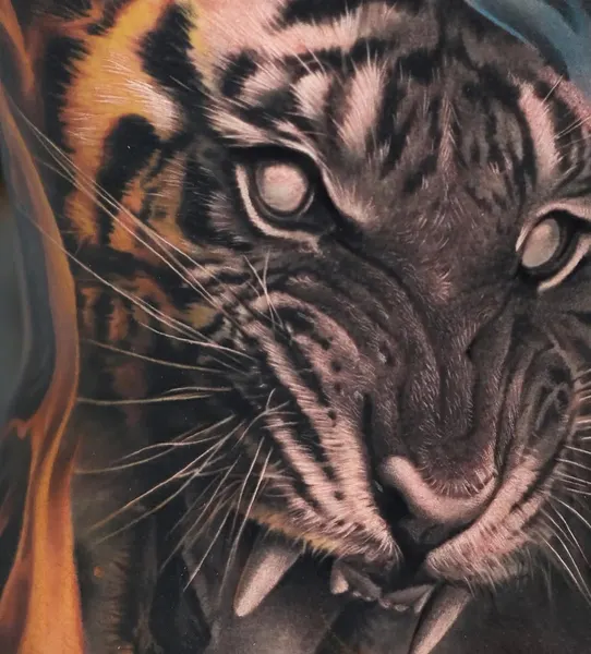 Tiger, 한국 호랑이, 중국 호랑이