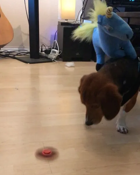 Animal