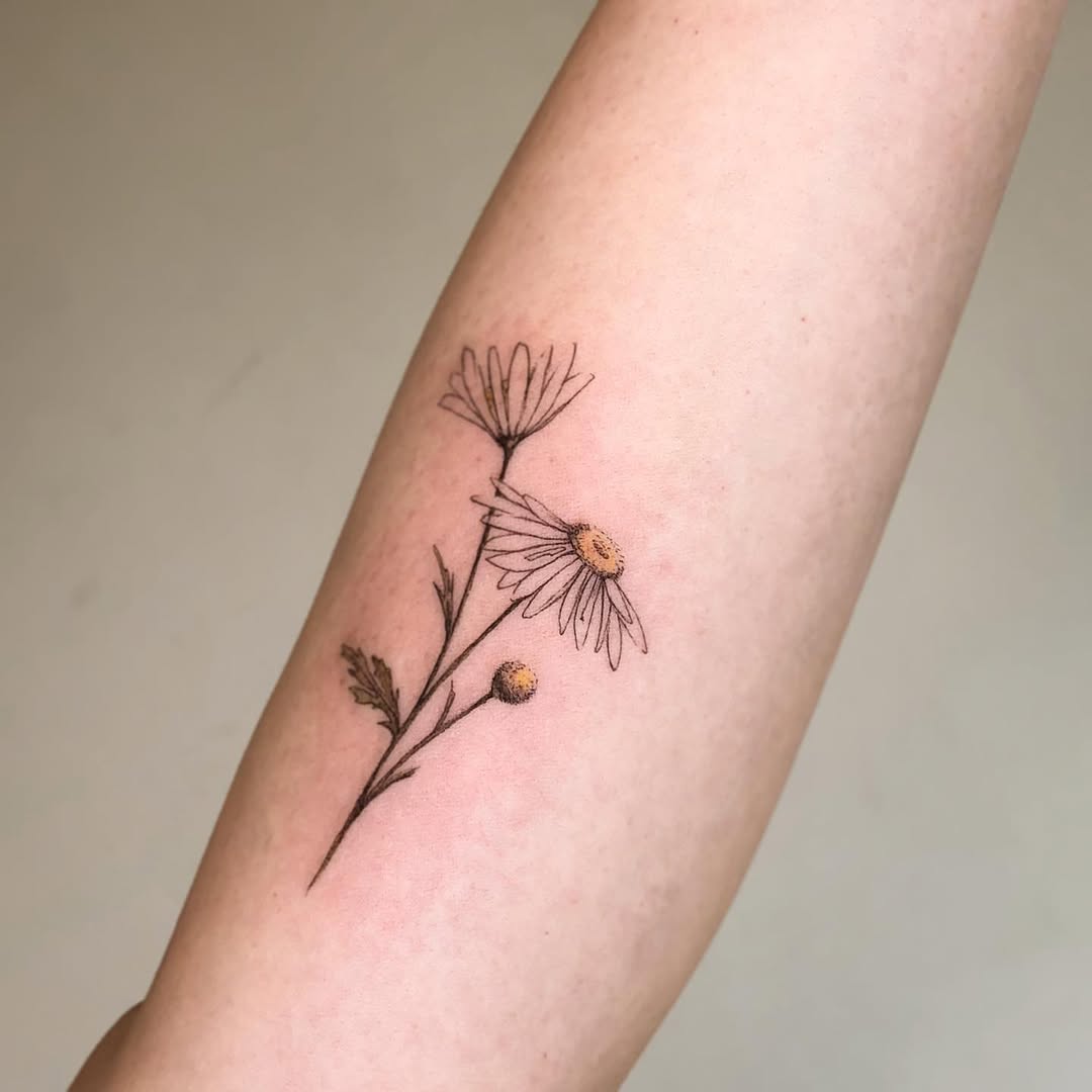Flower, 풀, 민들레, 야생화, 카네이션, Nature