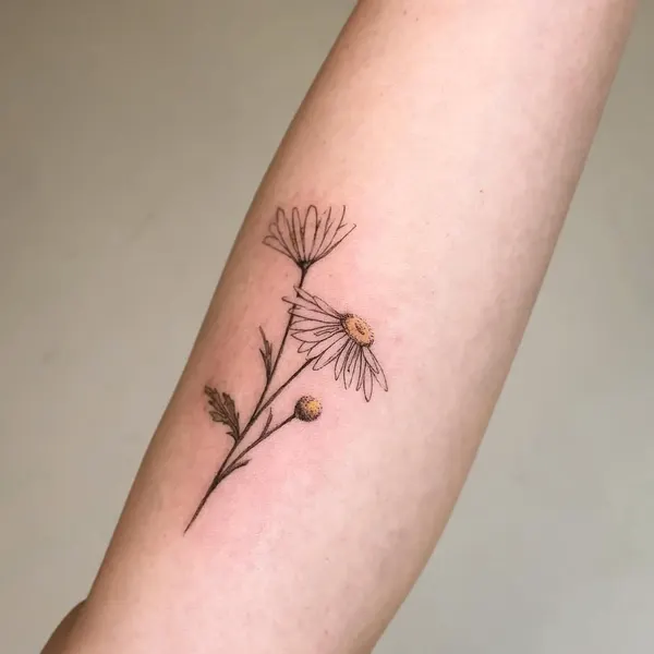 Flower, 풀, 민들레, 야생화, 카네이션, Nature