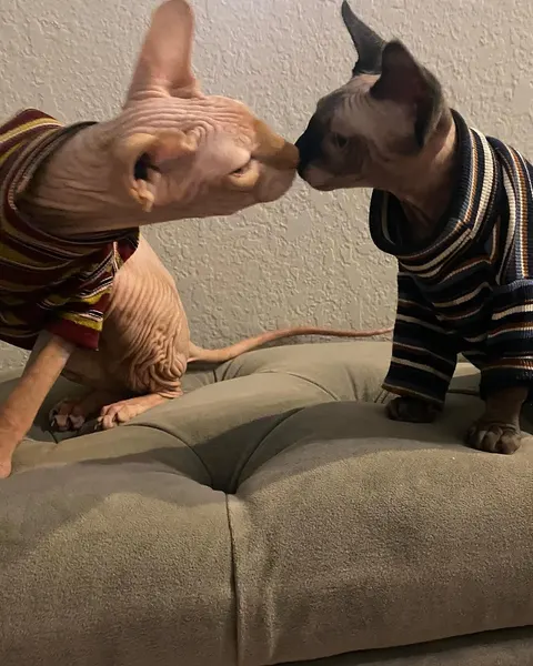 Animal
