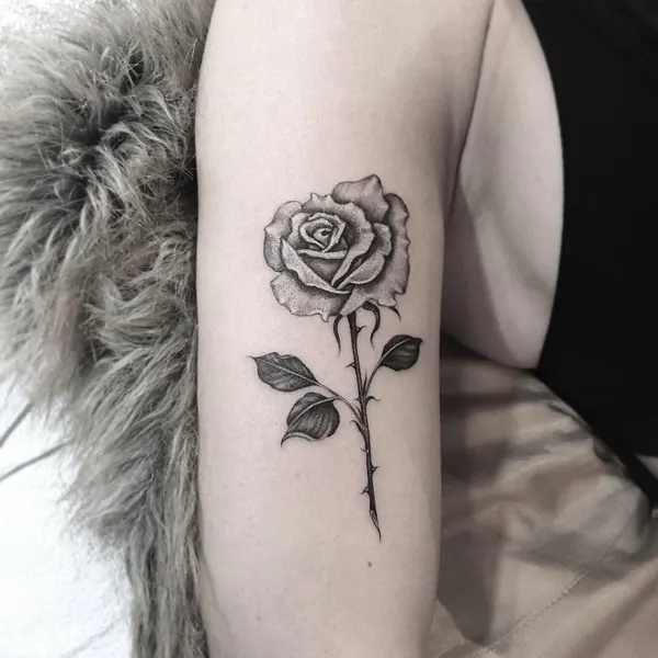 Rose, Nature, Flower