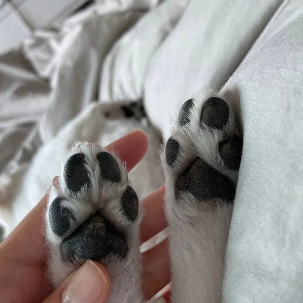 Animal, 선인장