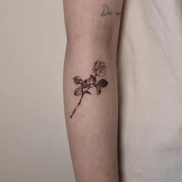 Flower, Rose