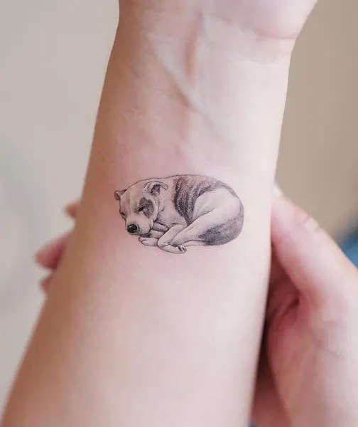 쥐, 판다, 너구리, 다람쥐, 코알라, 나무늘보, 반려동물, Animal, 발자국, 고슴도치