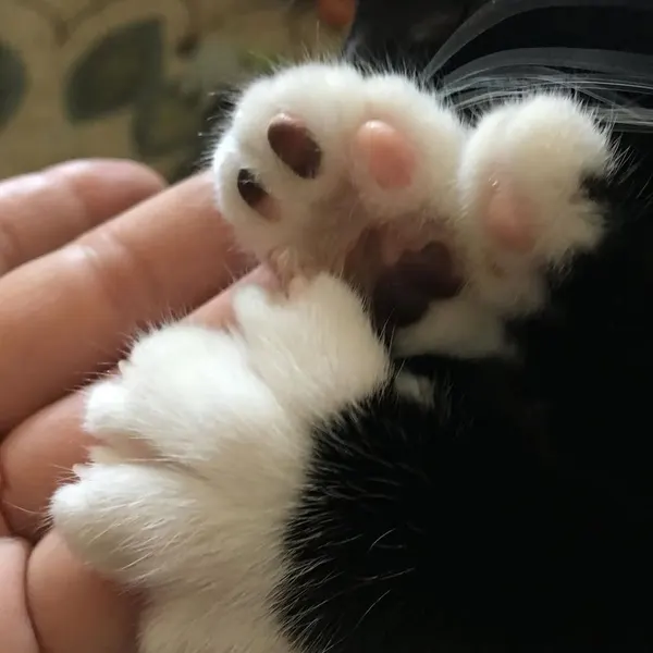 Animal, Mini