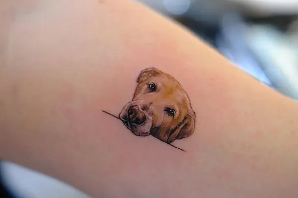 Animal, 강아지, 반려동물, 반려동물 추모, 충성