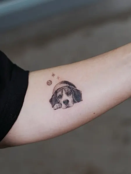 Animal, 판다