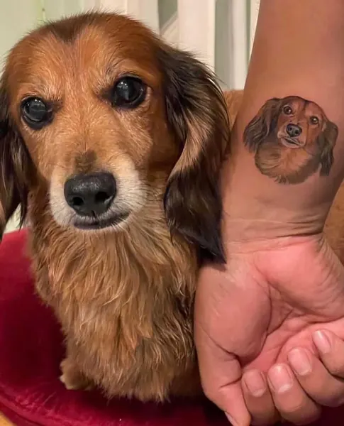 Animal