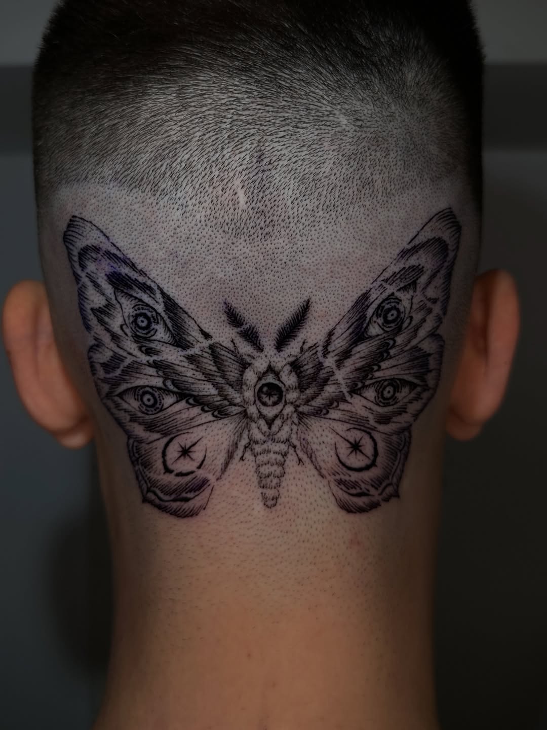 Animal, Nature