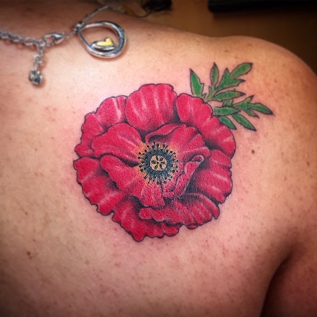 Flower, Rose, Nature, 양귀비