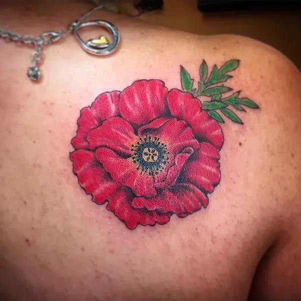 Flower, Rose, Nature, 양귀비