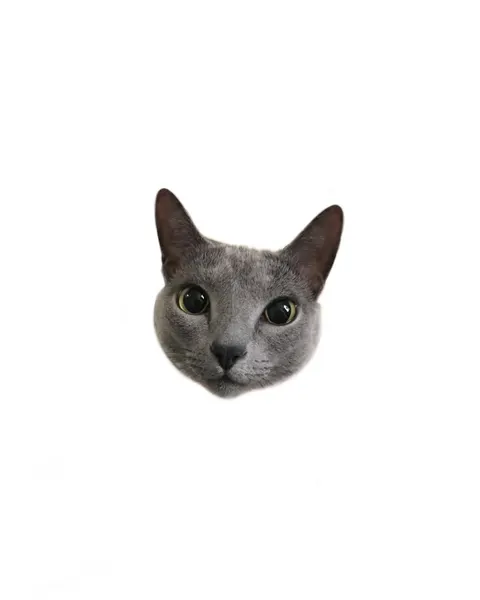 고양이