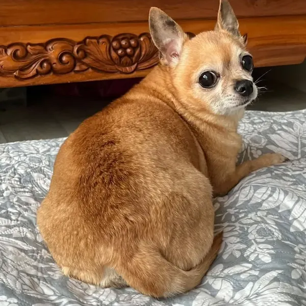 쥐, 다람쥐, 코알라, 토끼