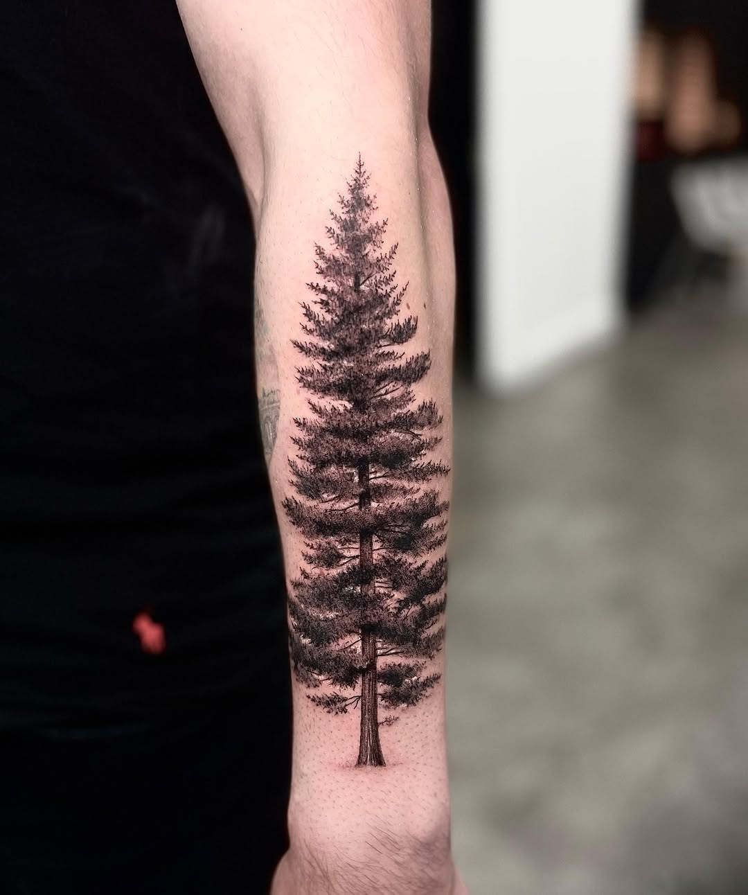 Nature, 소나무, 숲, 나무, 고사리