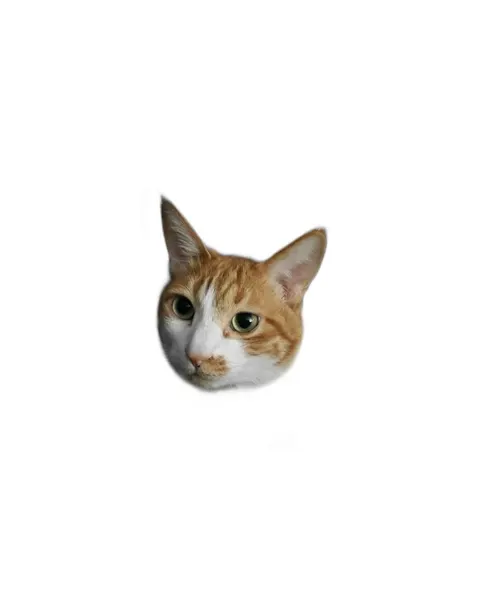 고양이, 여우 가면