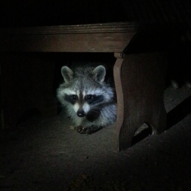 Animal