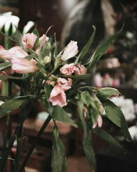 Flower, Nature