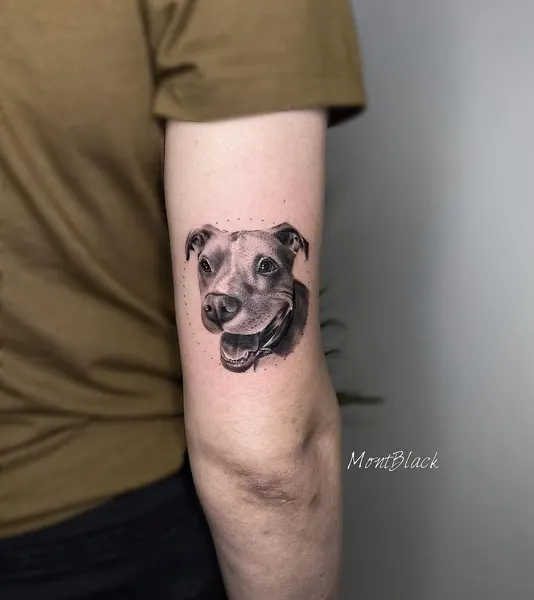 곰, 판다