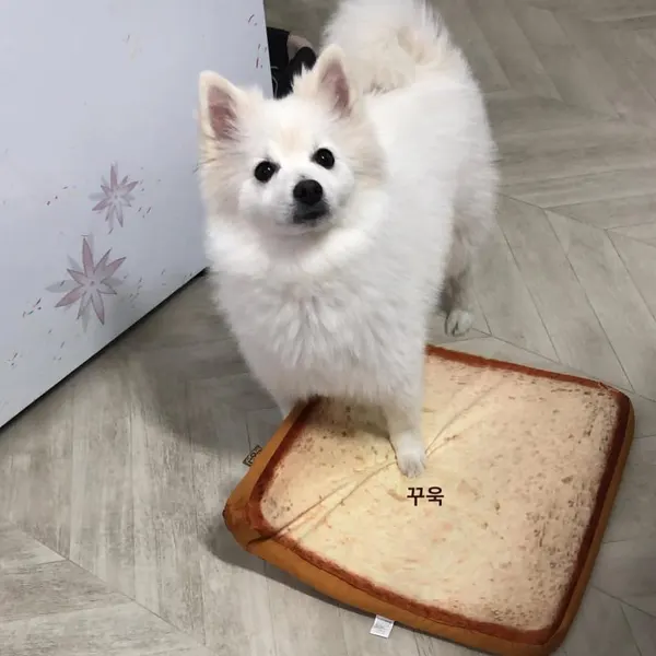 Animal