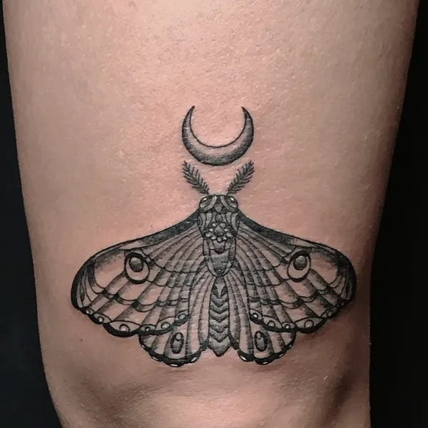 Animal, Nature, 나방, 매미