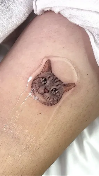고양이