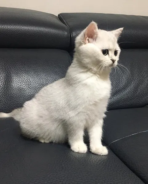 Animal