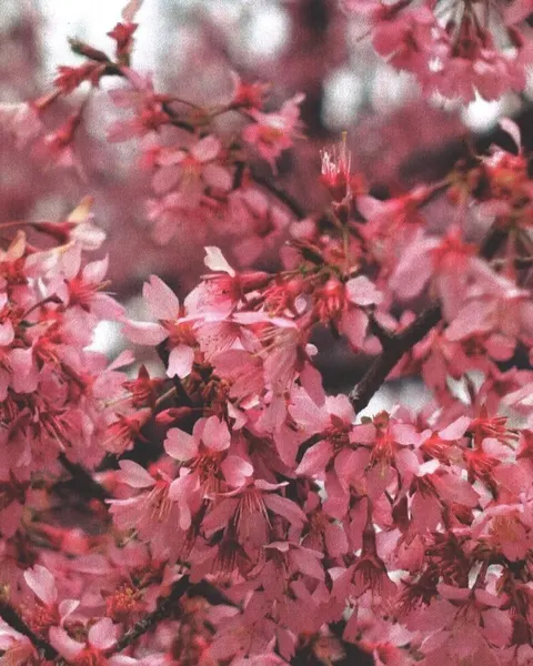 fflowerporn