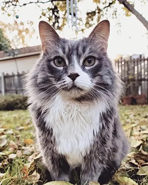 Animal