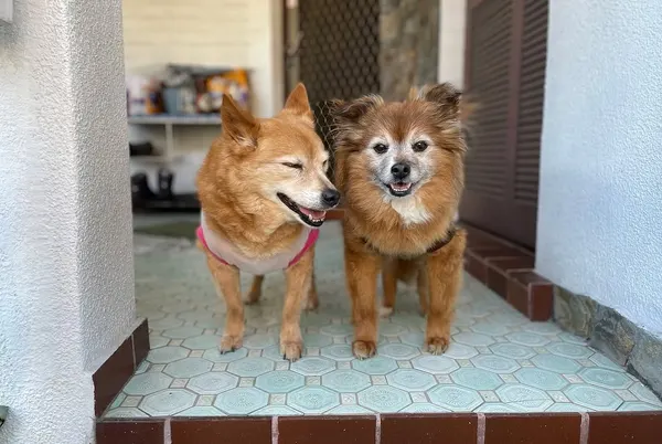 다람쥐